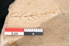 Foto (Detailansicht) von Plantae indet.  (NHMW-GEO-2024-0188-11499)